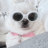 vivian_a_a_v's profile picture