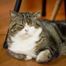 まろ profil fotoğrafı