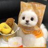 daytoy🐰's profile picture