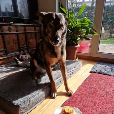 Dogtor Inditiffy Streuner's profile picture