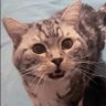 ルイ🐈's profile picture
