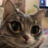 Leo Saltzman's profile picture