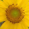 Plant a garden.'s profile picture