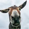 Rented Mule 的头像