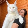 Trismegistus profil fotoğrafı