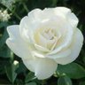 Фото профиля Rosali Bonnemasou