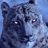 Profilbild von Aslan Art