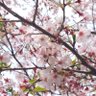 Profilbild von 夜桜と月