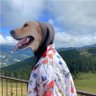 DimitrisArhondonis profil fotoğrafı