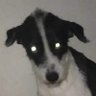 Profilbild von photoshopboy2