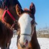 ゆずぽん🪣🐴 profil fotoğrafı