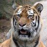 Rajan Thepde's profile picture