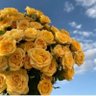 Фото профиля Lala Alharbi