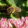 Фото профиля Beesus