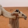 D- Alotibi's profile picture