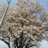 長野のみゃーさん profil fotoğrafı