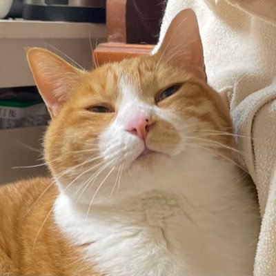 山本太郎を総理大臣に!大石&奥田支持ねこざんまい🐾's profile picture