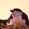 Фото профиля The Penguin