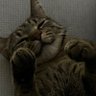 Gocen's profile picture