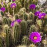 Cactus Castle 的头像