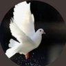 هند profil fotoğrafı