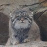 マヌール's profile picture