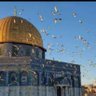 Saeeda Abd Ellatif's profile picture