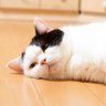 うぃーく［weak］'s profile picture
