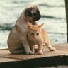 ねこ's profile picture