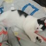 Фото профиля Calico _Cat805