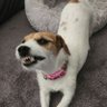 Taz profil fotoğrafı