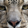 Liberal Leopard profil fotoğrafı