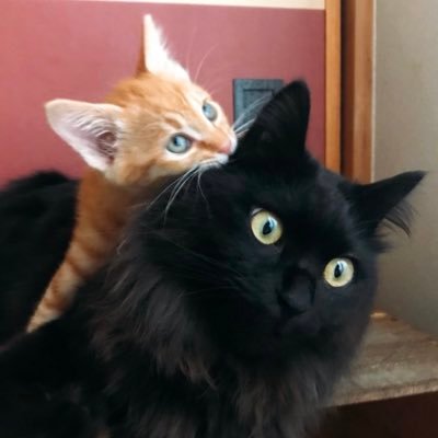 momomaru_nin's profile picture