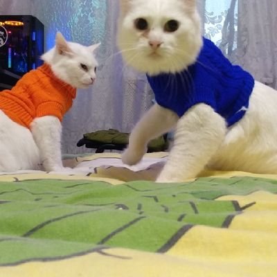 Кіт у Світері's profile picture