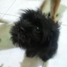 chocomonmon's profile picture