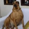 memes para alegrar seu dia's profile picture