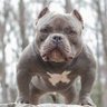 Фото профиля Bulli Bhai