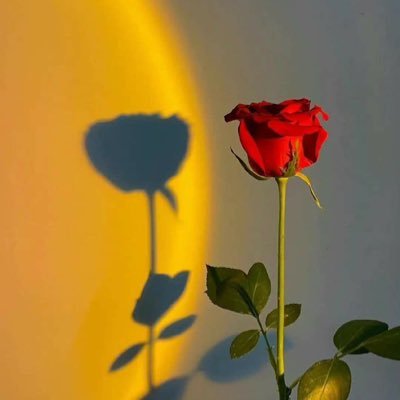 Nadrah21's profile picture