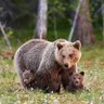GrandmaBear4🇨🇦 的头像