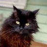 Blackcatmagic 🏳️🌈🐈⬛'s profile picture