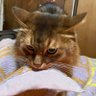 さとまー 的头像