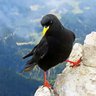 Chough 𓅫's profile picture