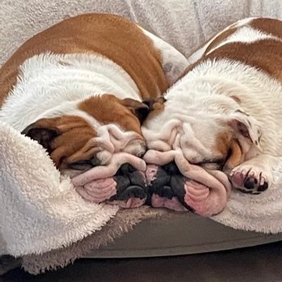 AMBULLDOG249's profile picture