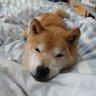 Profilbild von 法P