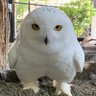 ムータン 的头像