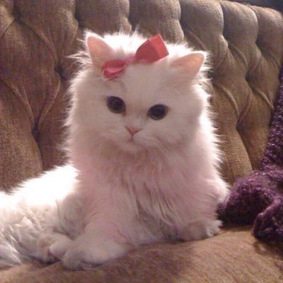 Porbee's profile picture