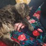 Opossum 9876's profile picture