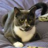 Фото профиля Atticus The Catticus. Xtreme sleeping Champion.