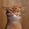 เด็กหญิงแก้ว ผู้เลี้ยงแมวด้วยอาหารหมา profil fotoğrafı