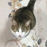 ひころひー's profile picture